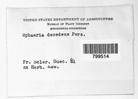Diaporthe decedens image